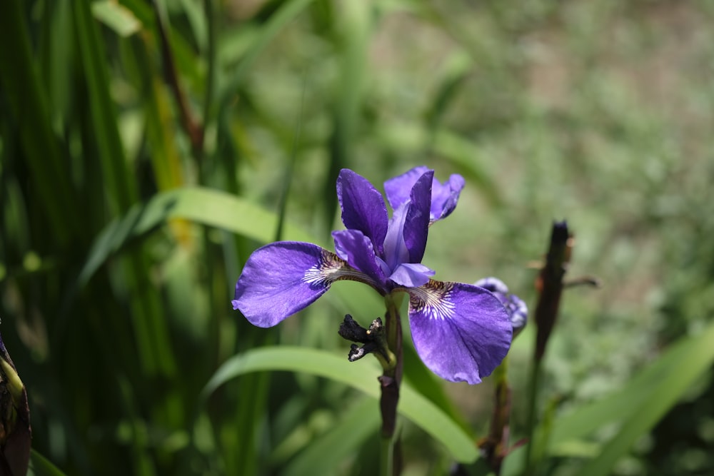 a bee on a purple flower