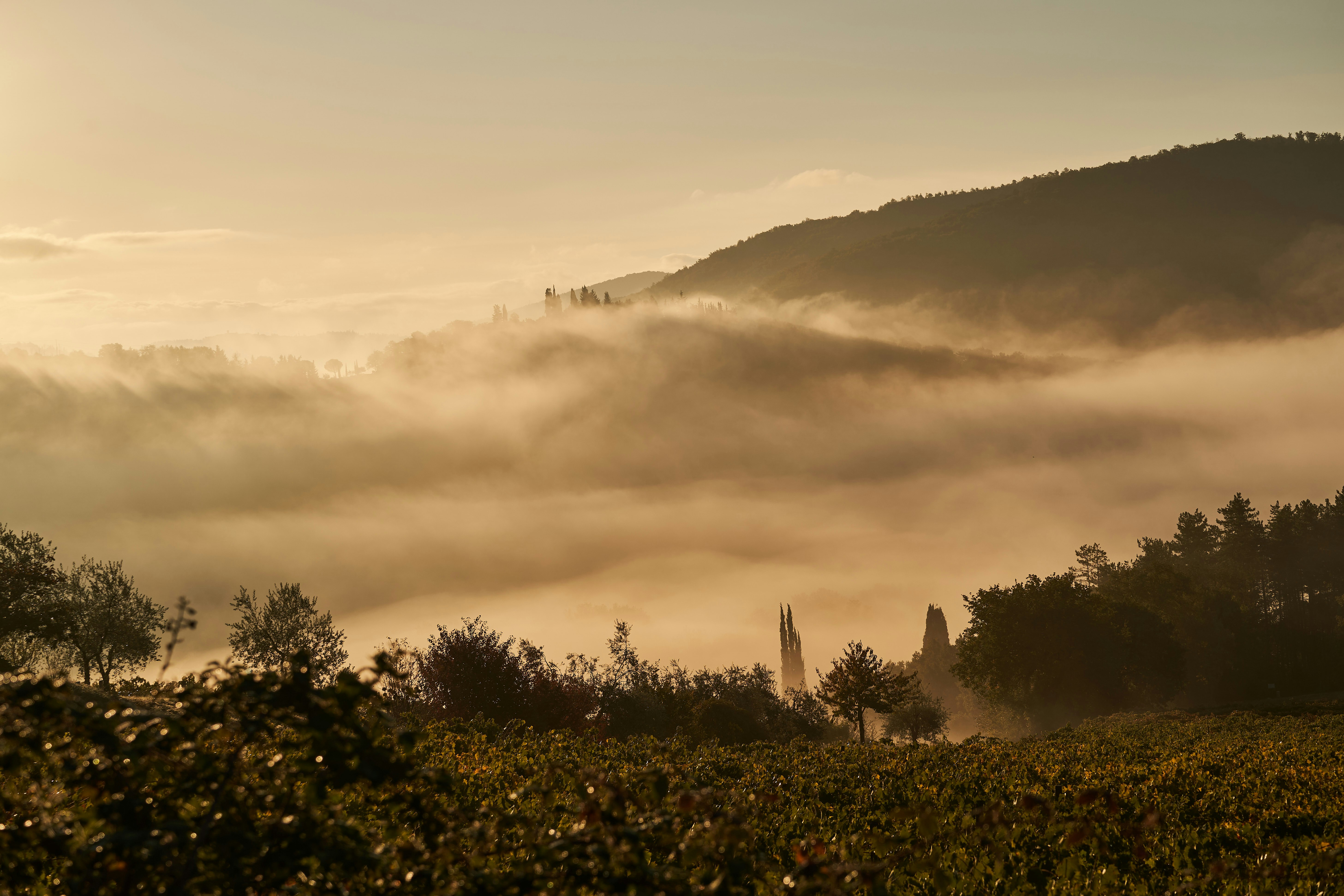 Photo by wolfgang_hasselmann