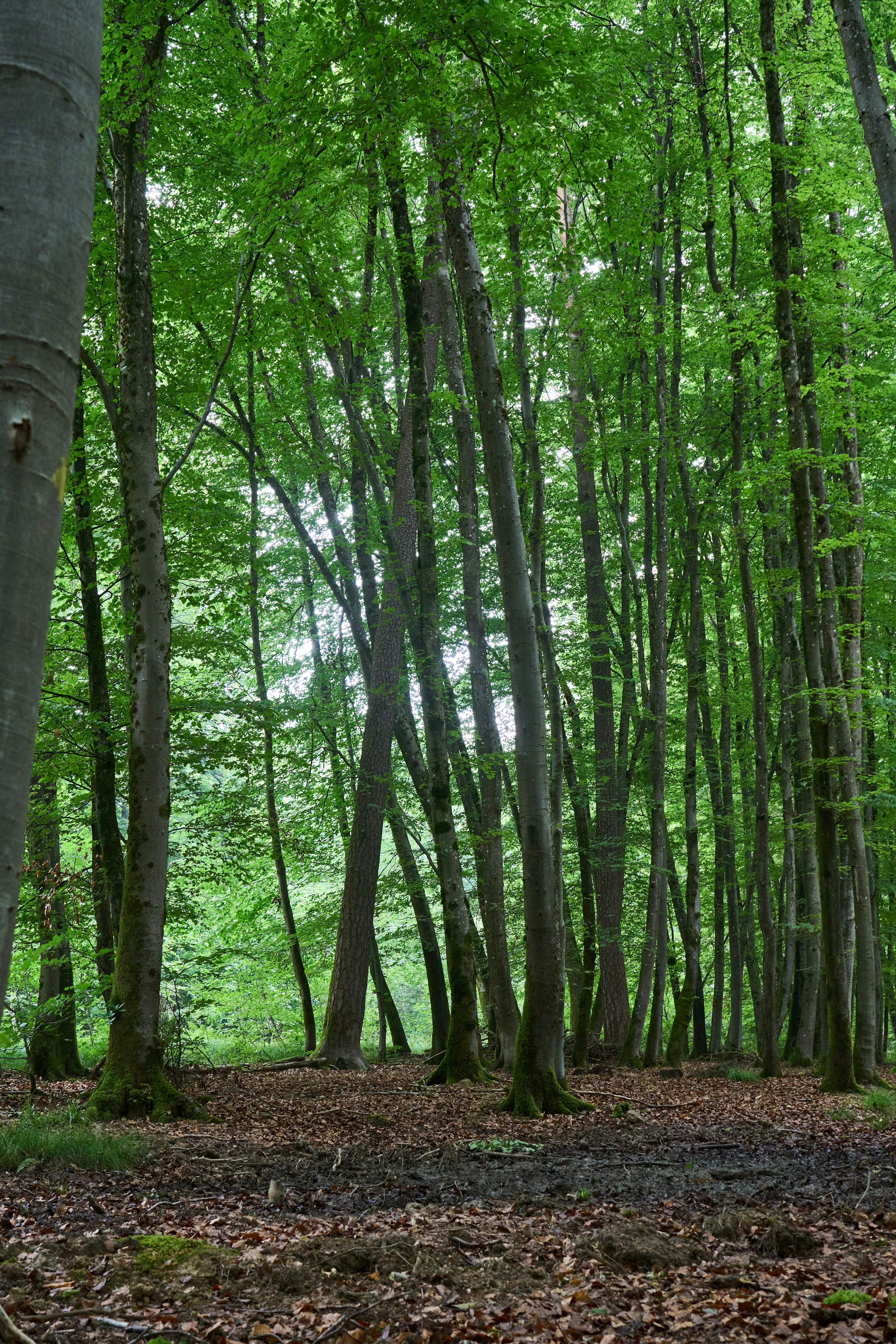 Photo by wolfgang_hasselmann