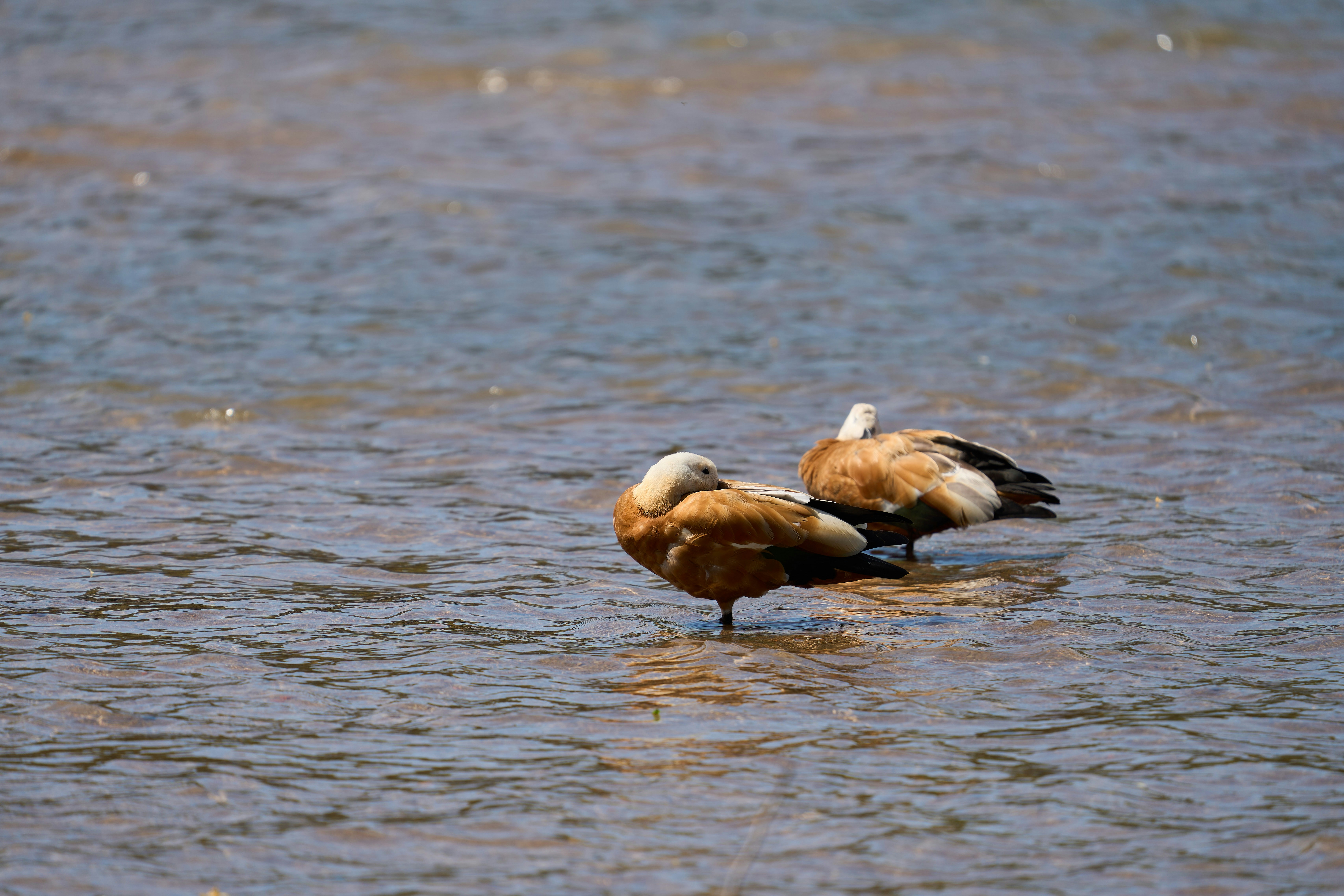 Photo by wolfgang_hasselmann