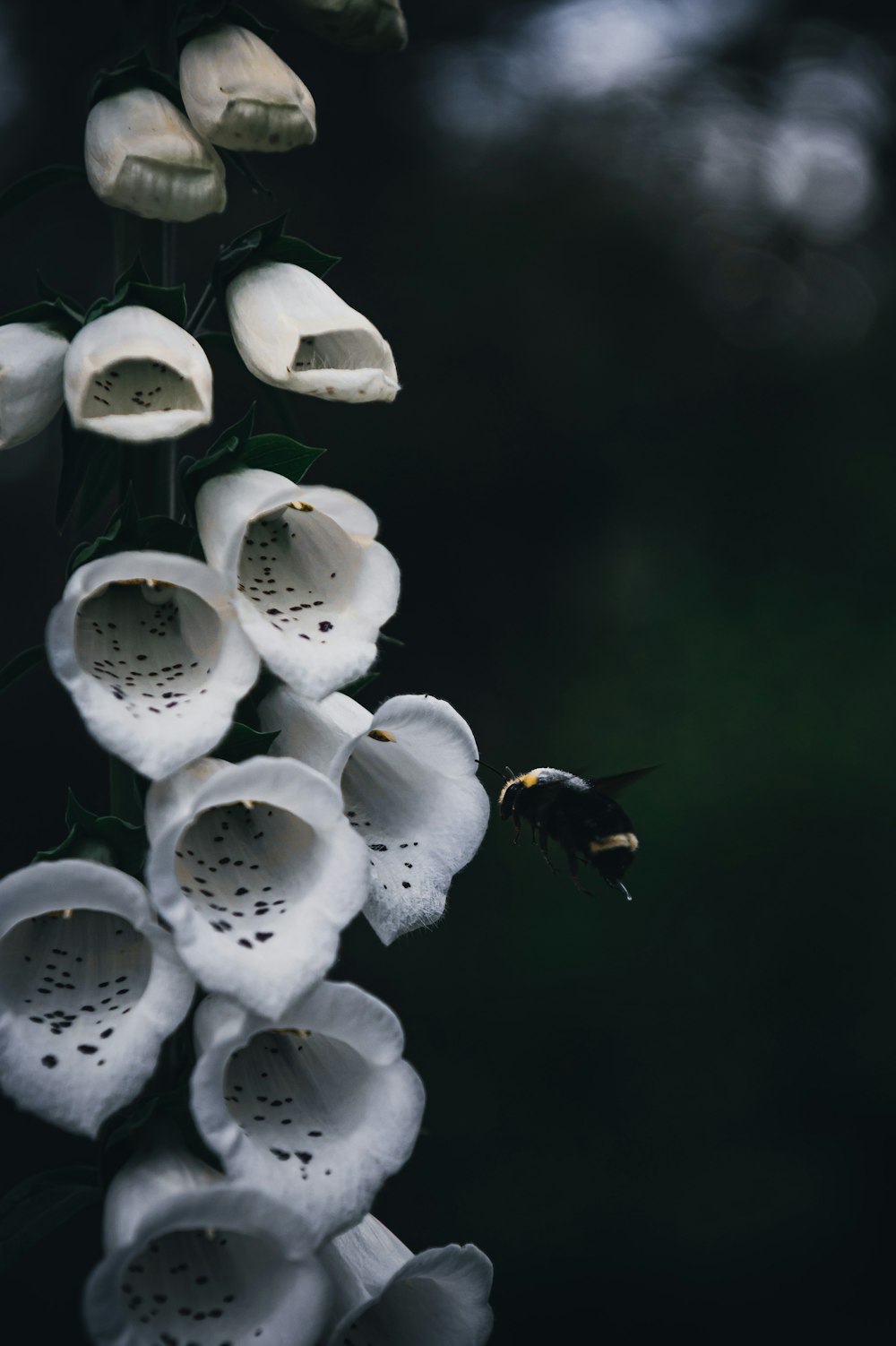 un'ape su un fiore