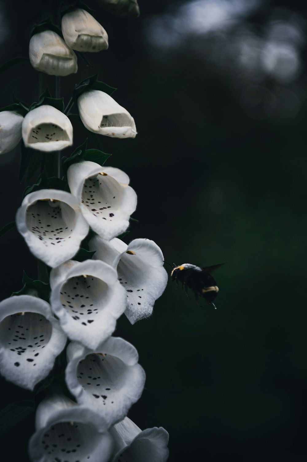 a bee on a flower