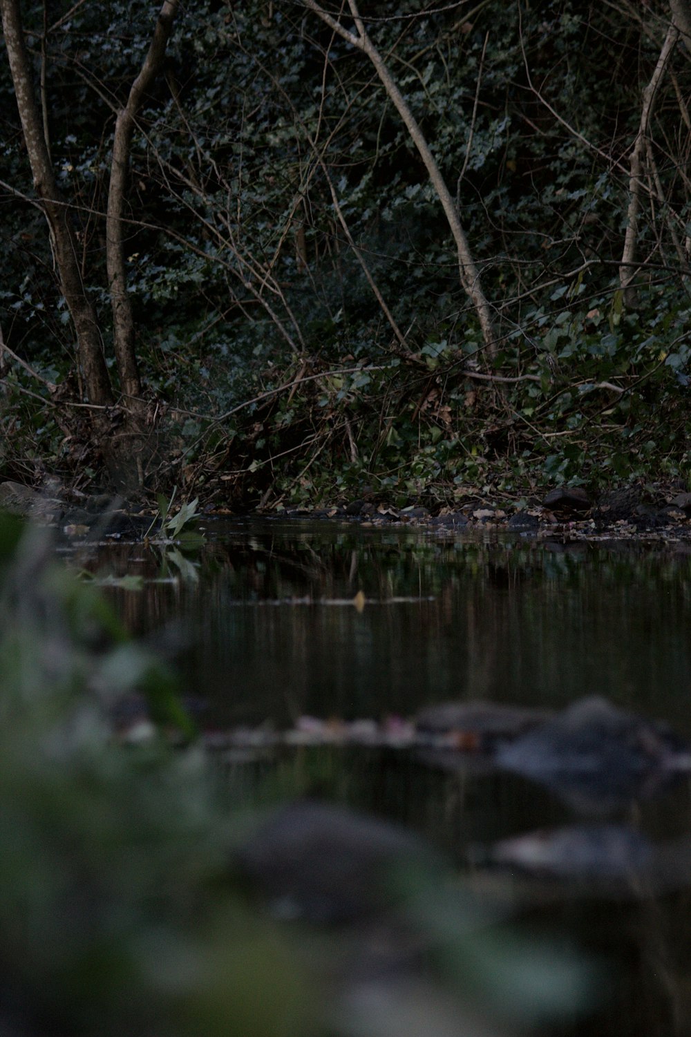 a small pond in the woods