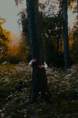 In a dense forest with abundant greenery, a pair of hands, wearing a white shirt, is seen hugging a tree trunk. The background features dappled sunlight filtering through the tall trees and a ground covered in wild plants and dandelions.