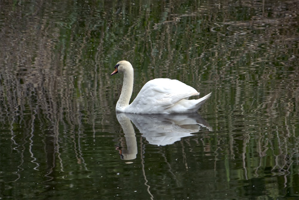 a couple swans in a pond
