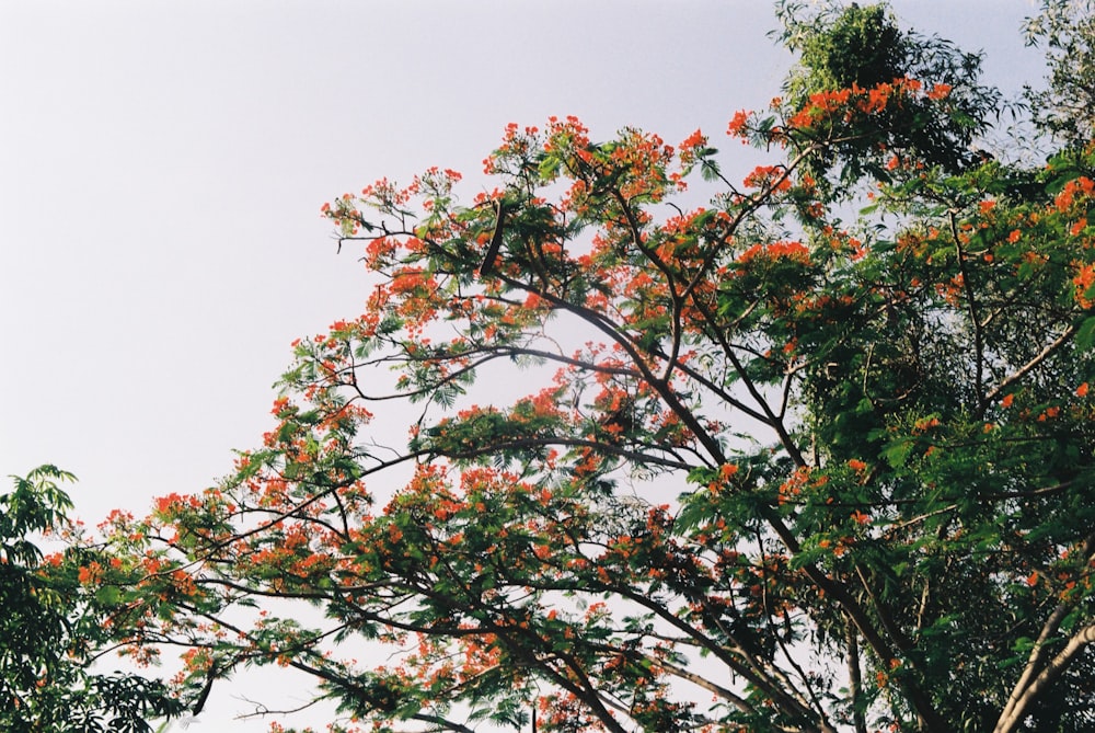a tree with orange flowers