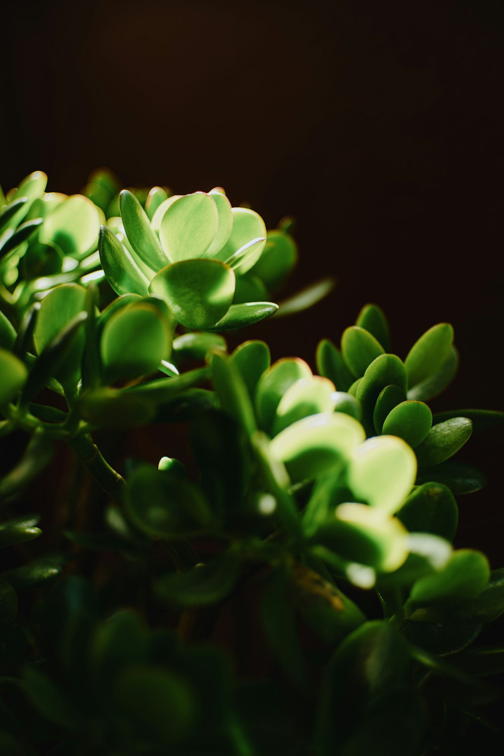 a close up of a plant