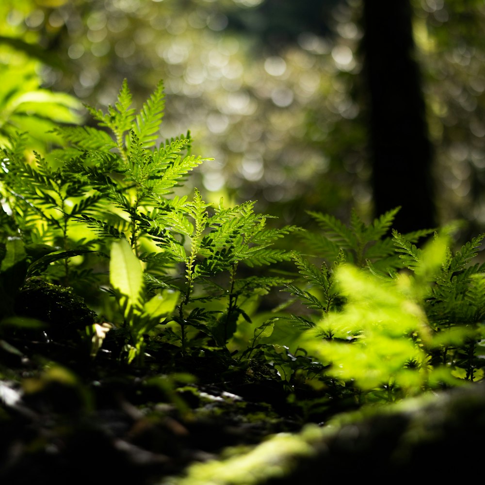 a close-up of some plants