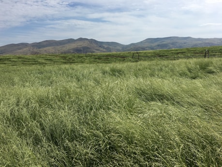 a field of green grass