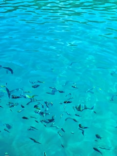 Crystal-clear waters of the Sea of Cortez with tourists snorkeling among colorful fish.