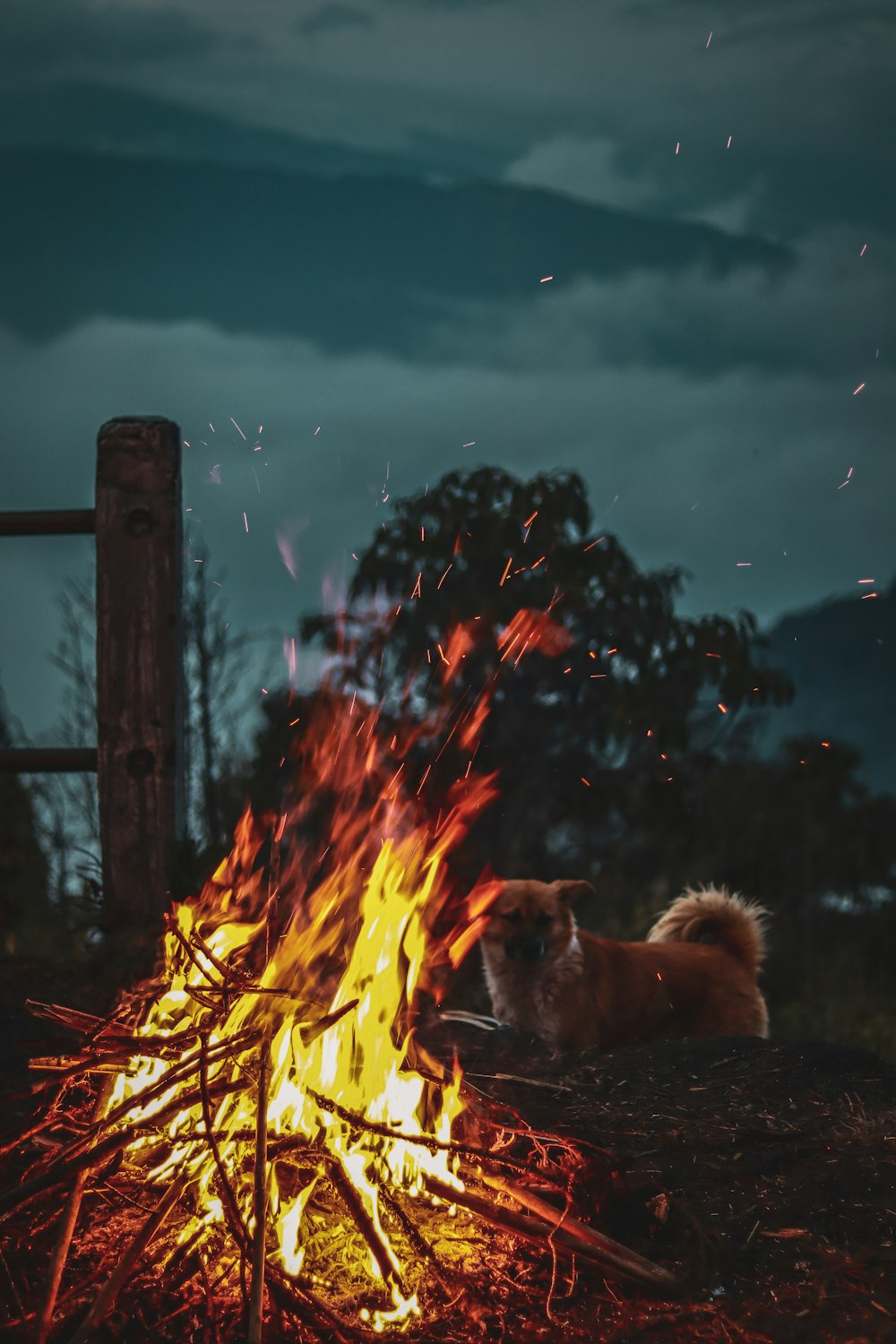 a dog sitting on a rock