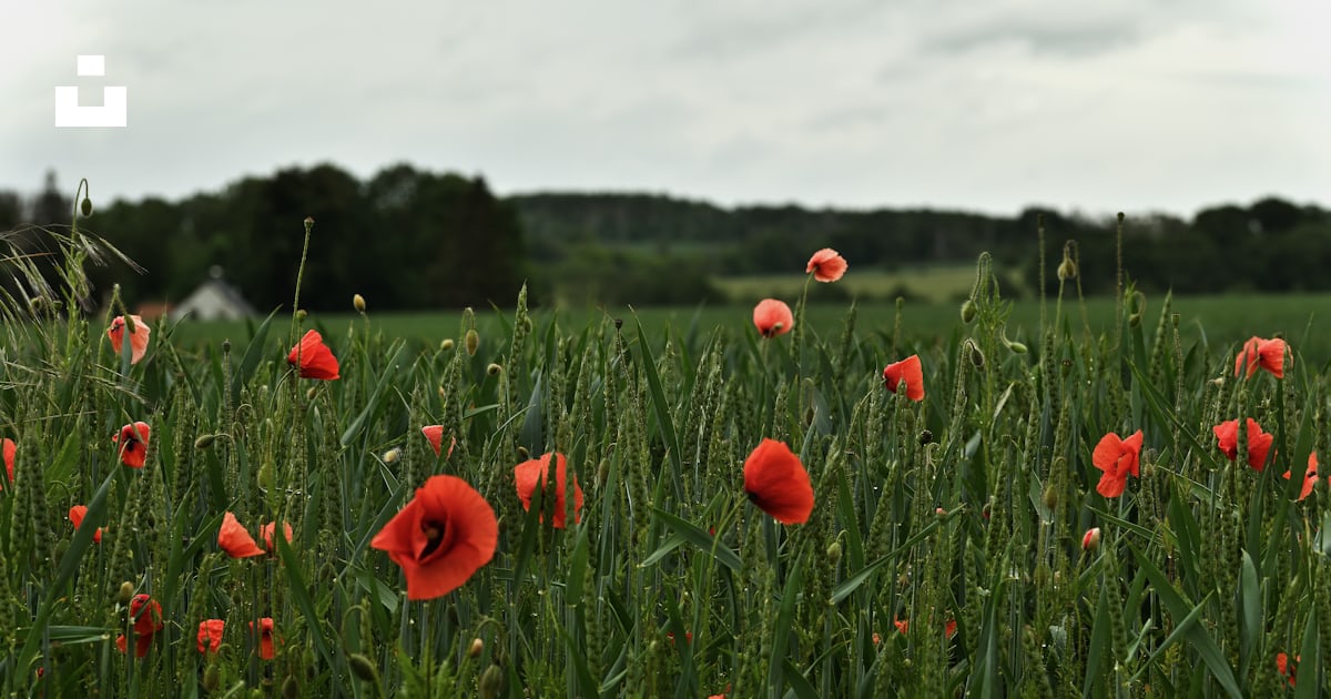 Un champ de fleurs rouges photo – Photo Coquelicot Gratuite sur Unsplash