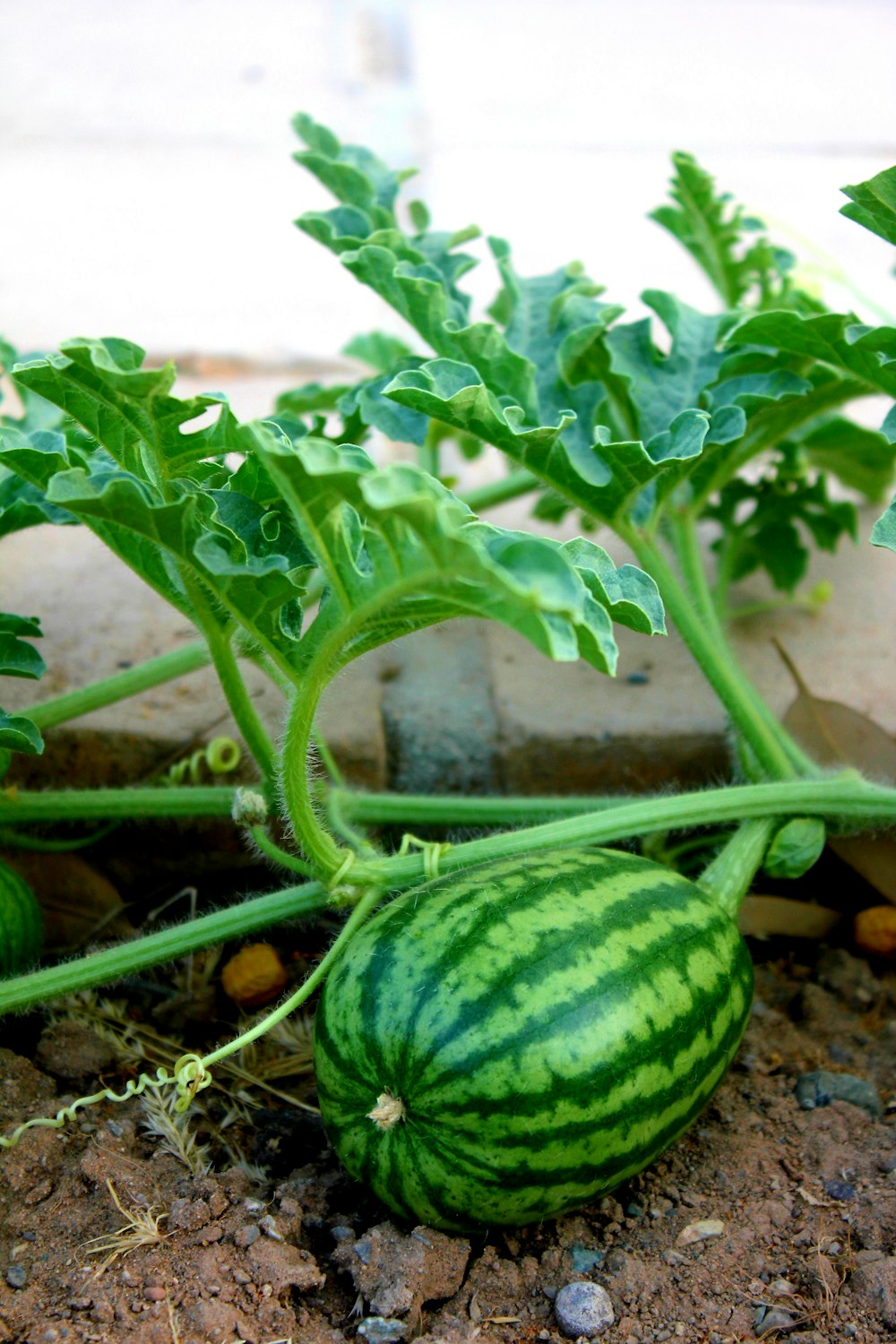 a watermelon on a plant