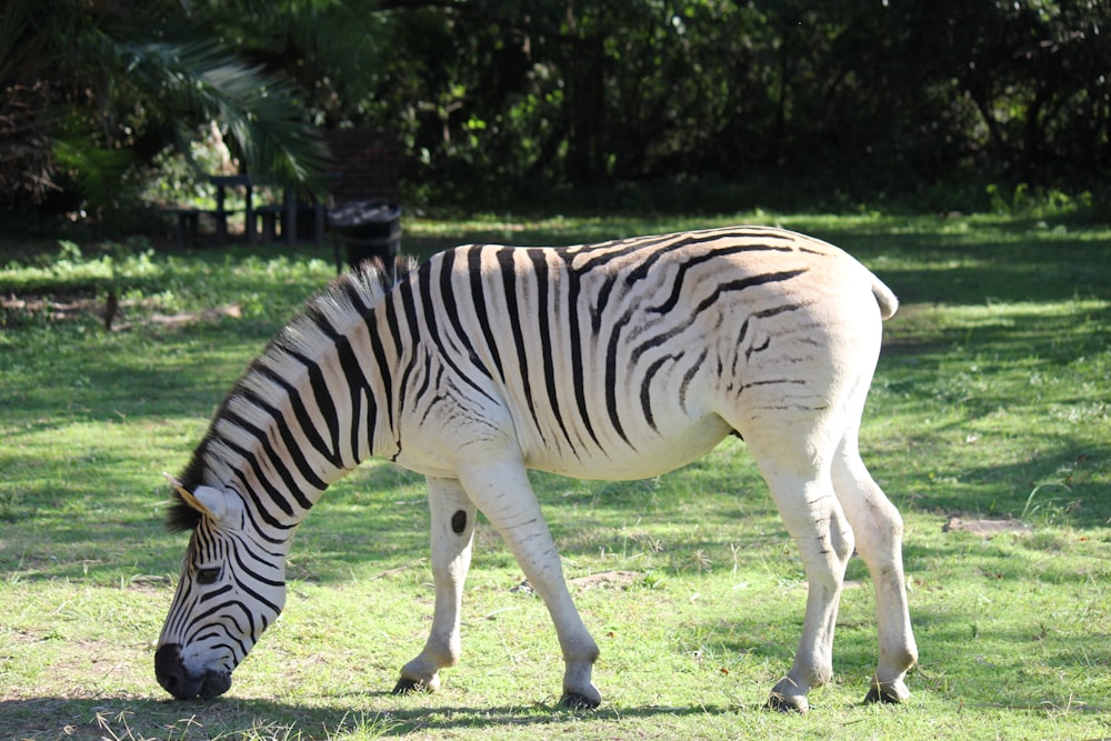 una zebra che mangia erba