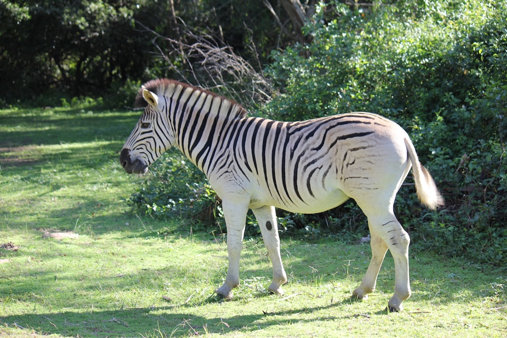 Una zebra che cammina in un campo