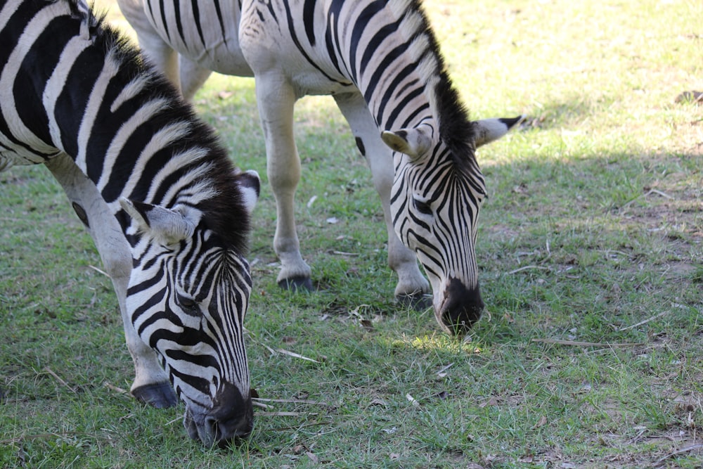 a group of zebras graze in a field