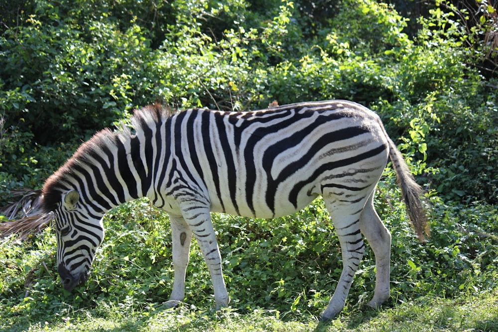 a couple of zebras graze in a field