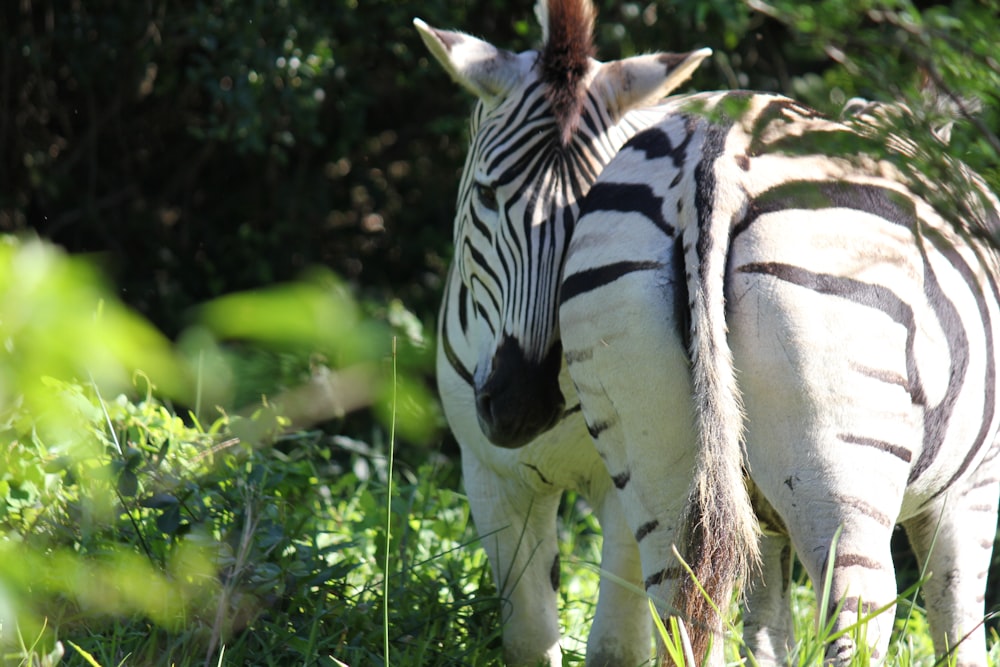 Una zebra in piedi nell'erba