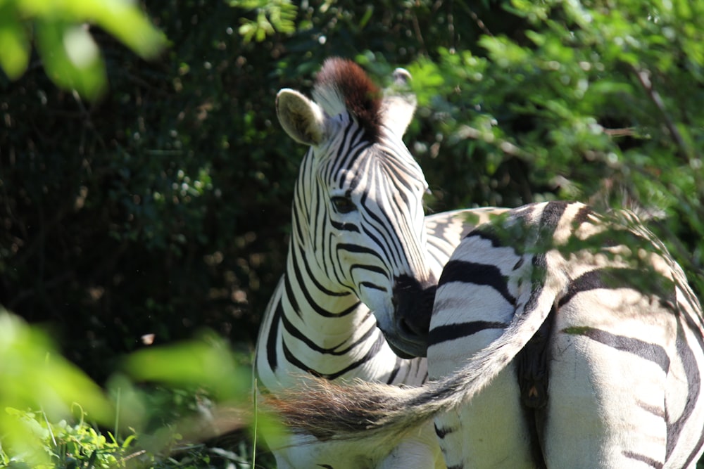 Una zebra in piedi in una foresta