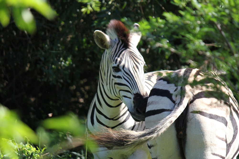 a zebra standing in a forest