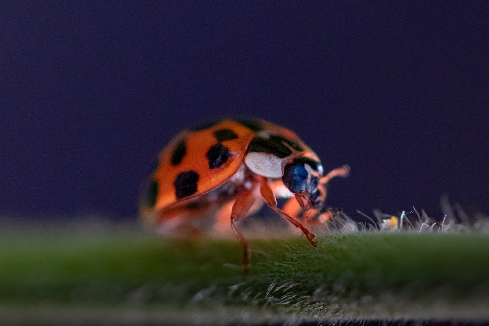 a ladybug on a leaf