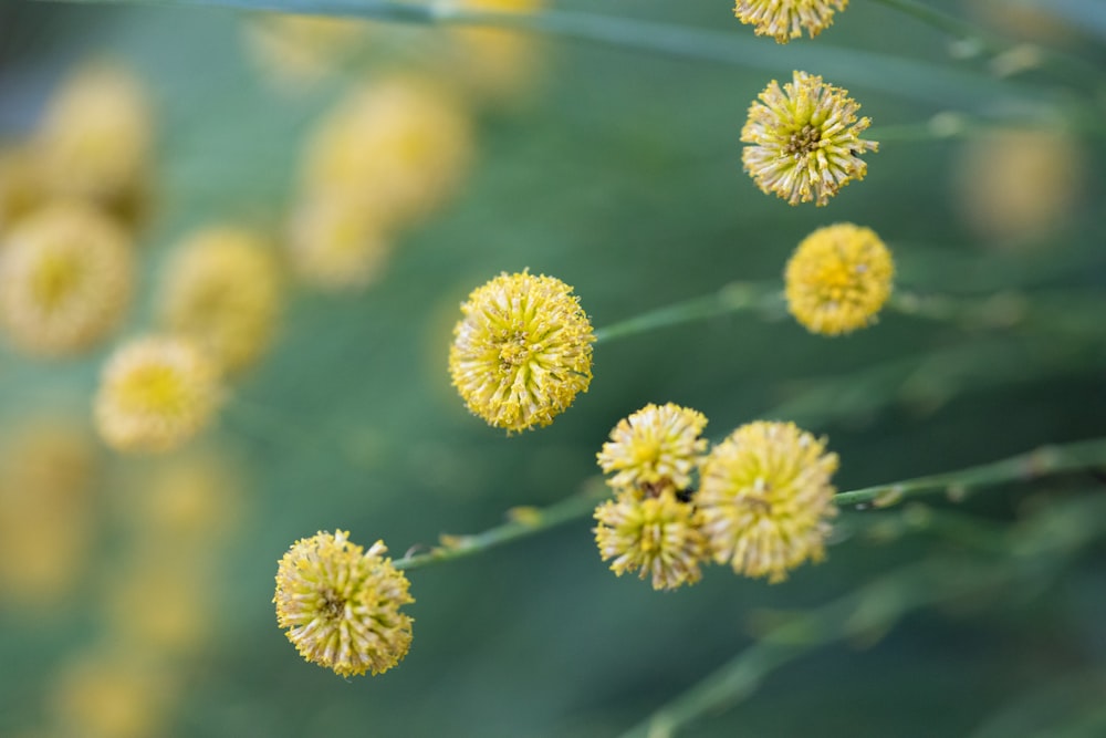 a close up of some yellow flowers