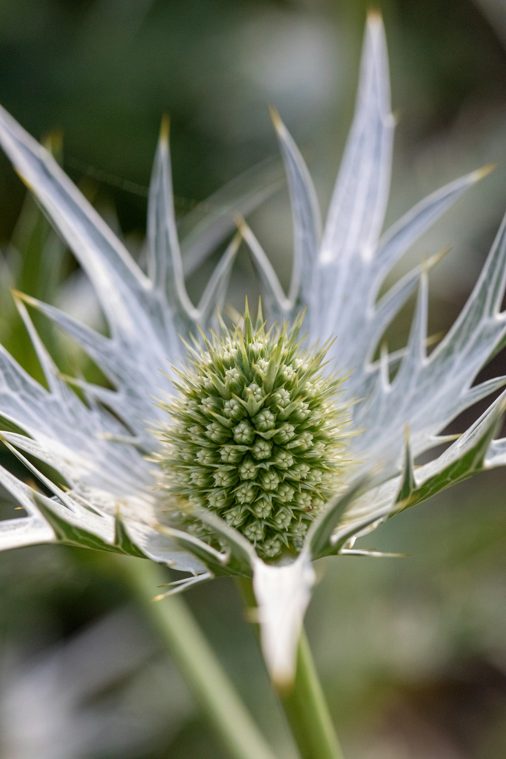 a close up of a flower