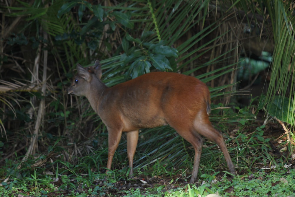 a deer in the woods