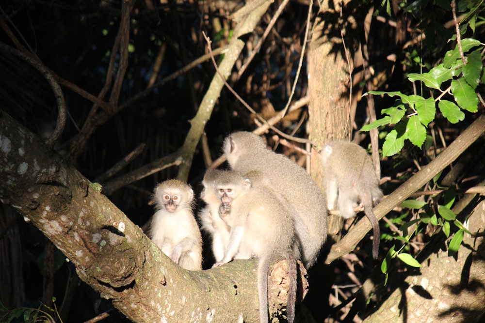 a group of koala bears on a tree branch