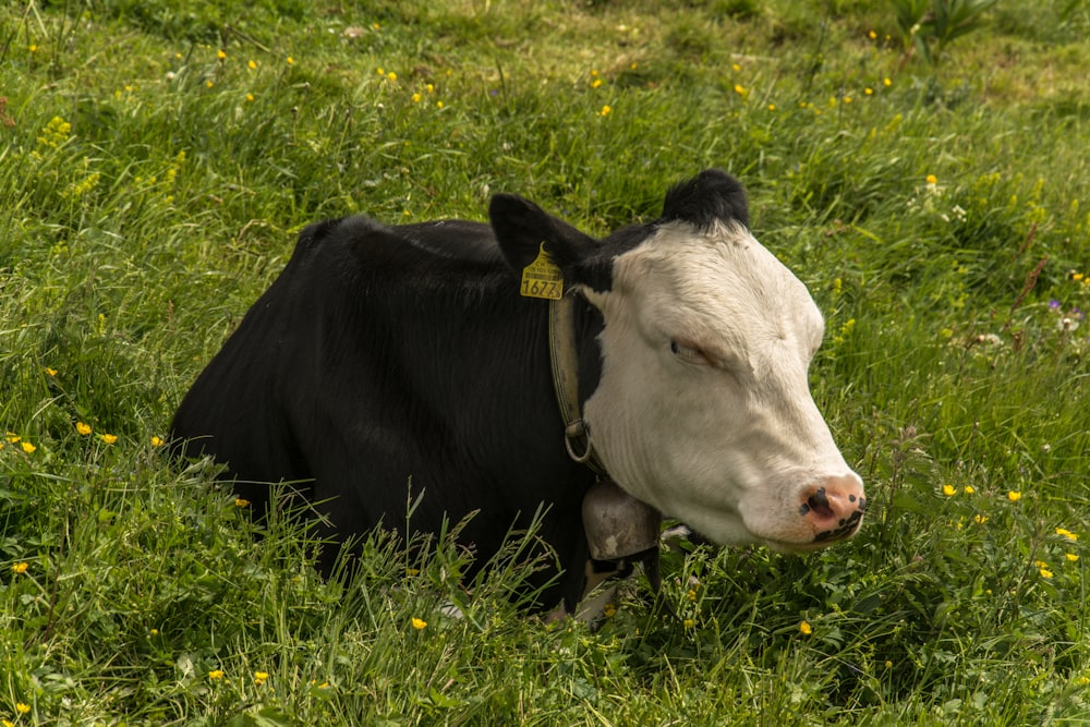 uma vaca com uma etiqueta amarela