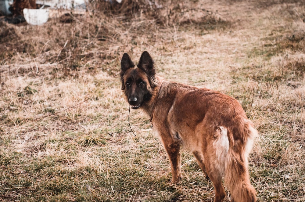 un chien brun à queue blanche