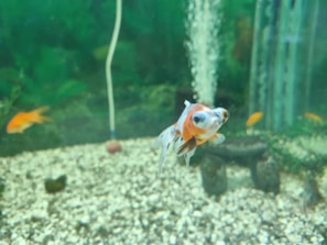 A colorful goldfish swims in a well-lit aquarium, surrounded by a few other fish. The tank has a gravel substrate and various aquatic plants, creating a natural and peaceful underwater environment.