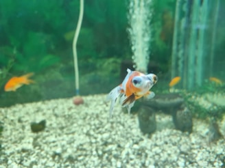 A colorful goldfish swims in a well-lit aquarium, surrounded by a few other fish. The tank has a gravel substrate and various aquatic plants, creating a natural and peaceful underwater environment.