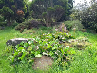 A lush garden with subtle energy lines illustrated, blending nature and harmony.