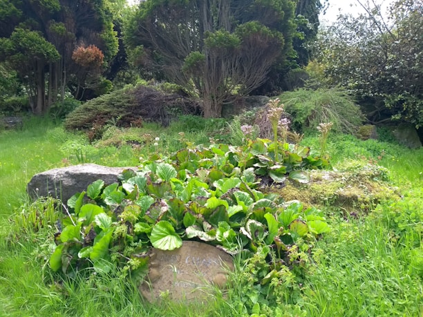 A peaceful garden corner with lush greenery, symbolizing growth and healing.