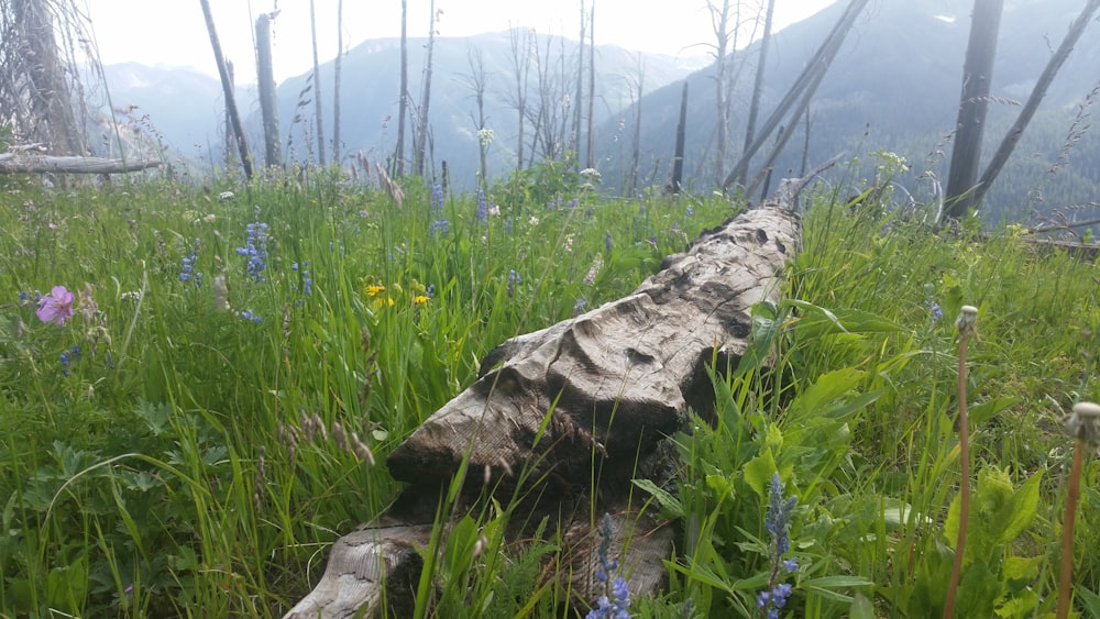 a log in a grassy field