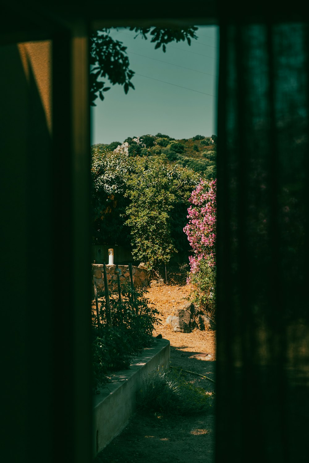 a view of a garden through a window