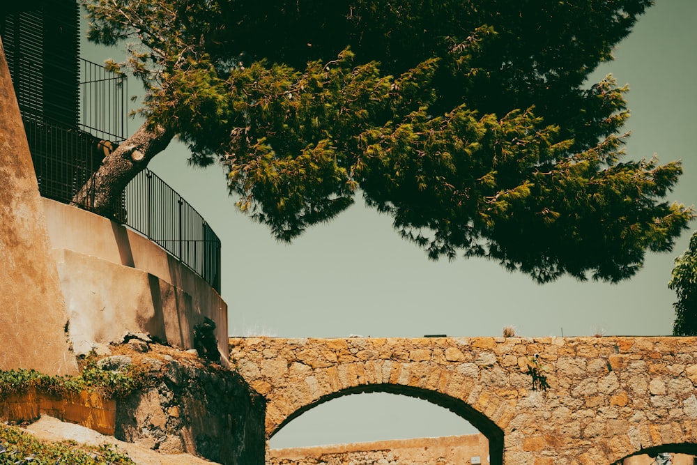 a tree next to a stone wall