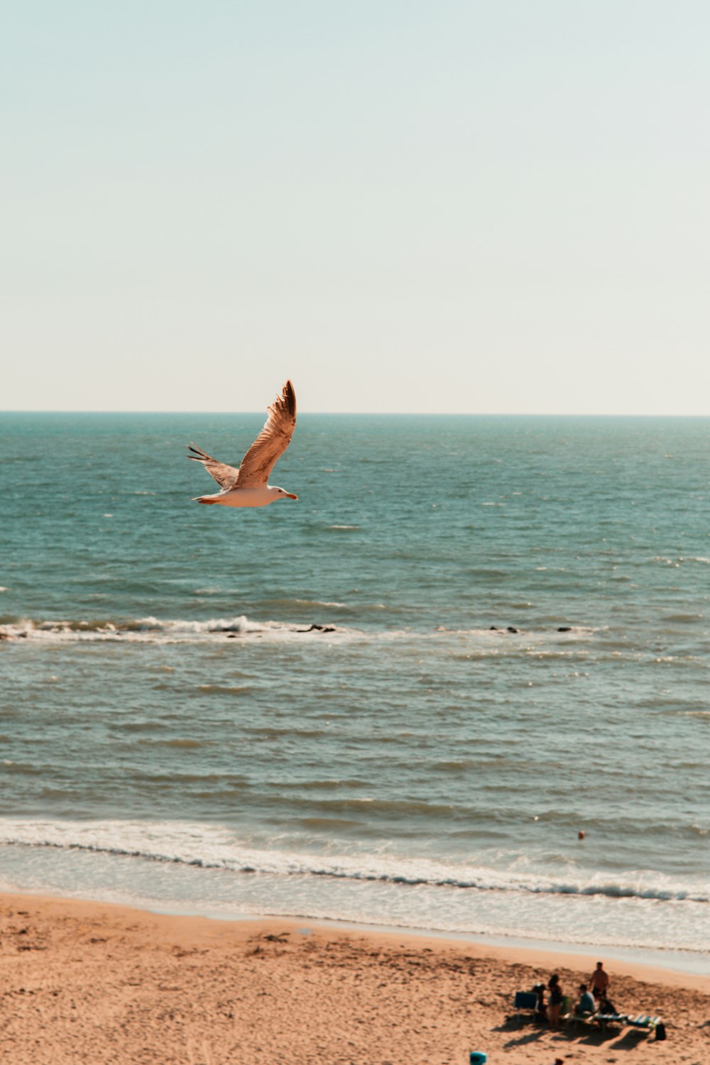 a bird flying over a beach