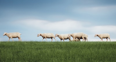 A group of Old English Sheepdogs enjoying a walk in a field.