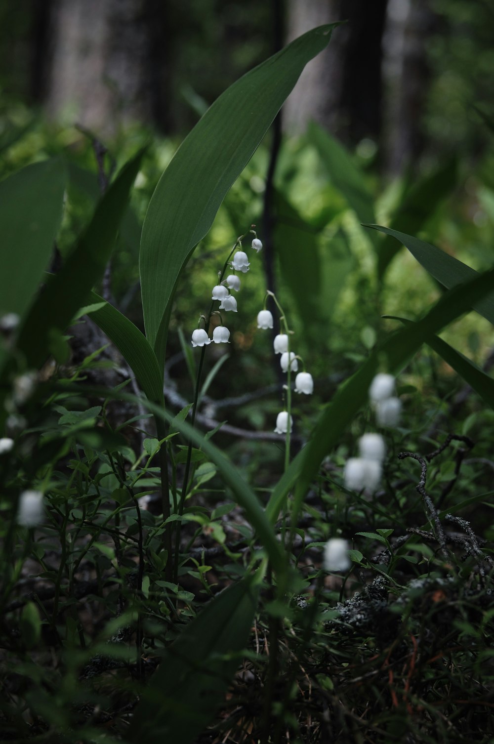 a close-up of a plant