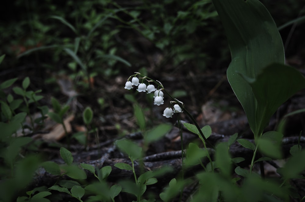 eine weiße Blume auf einer Pflanze