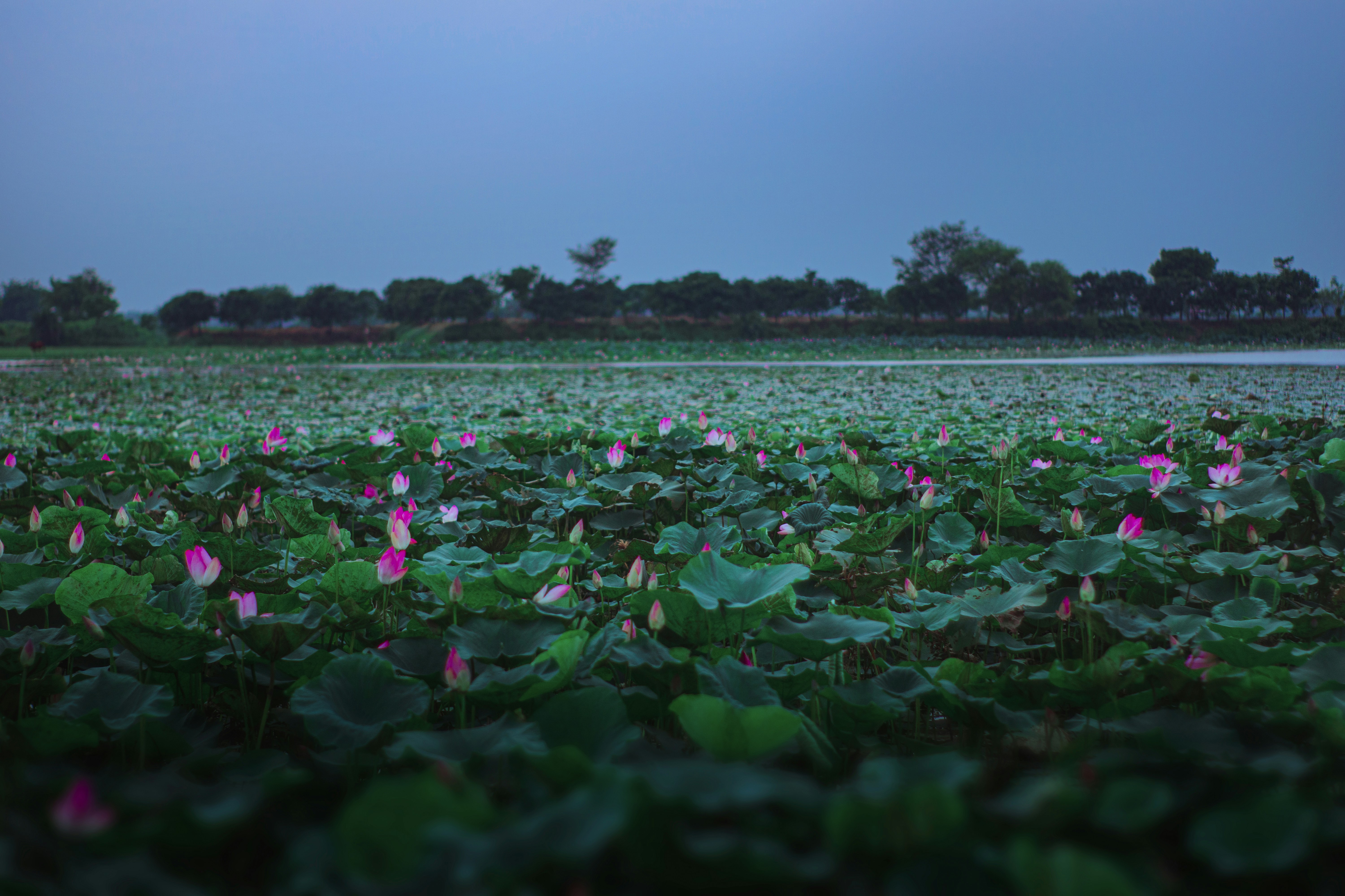Bangladesh