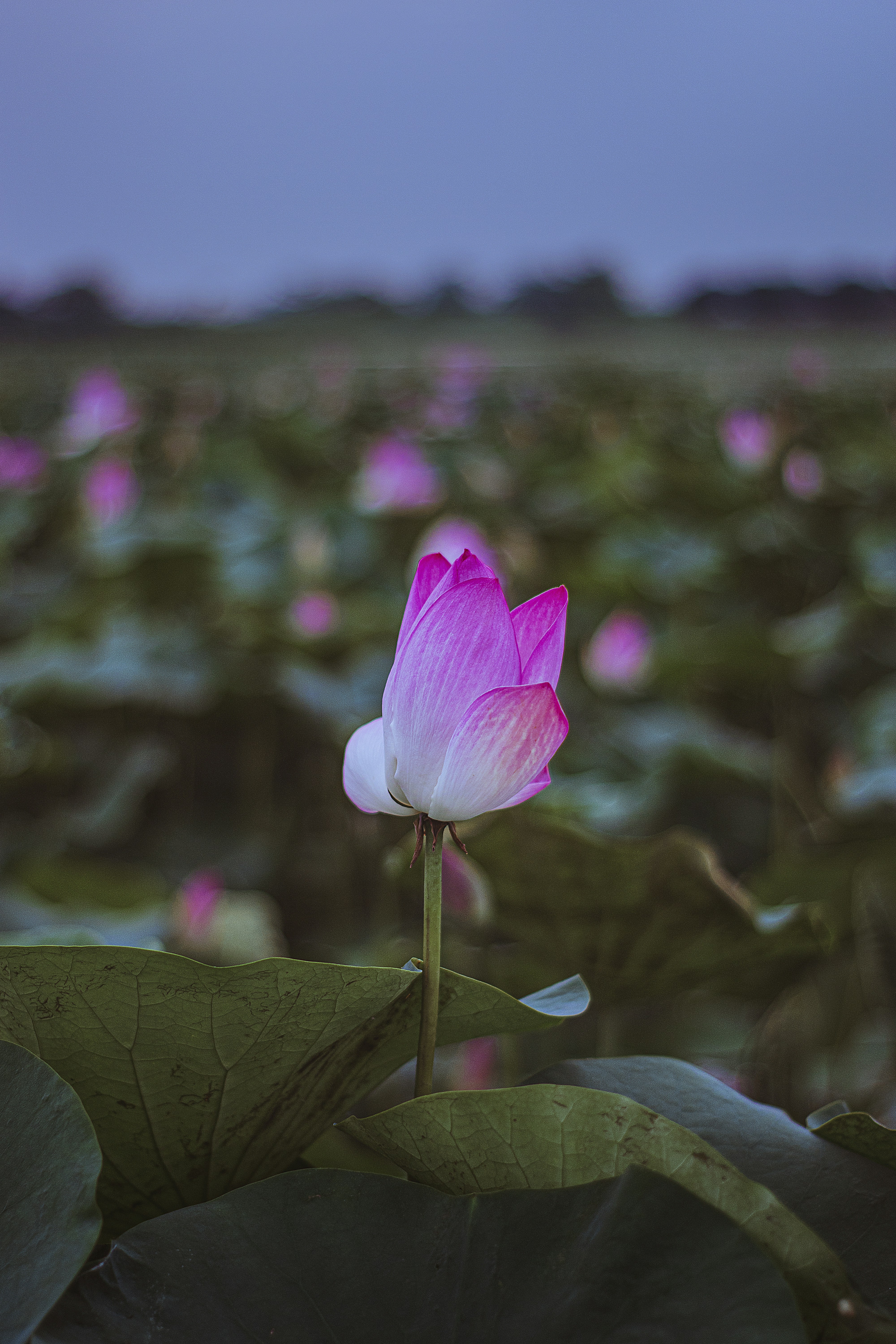 Photo by tarikulxraana