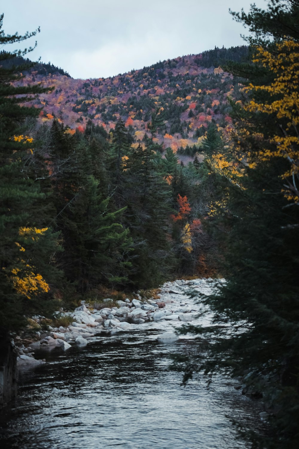 a river running through a forest