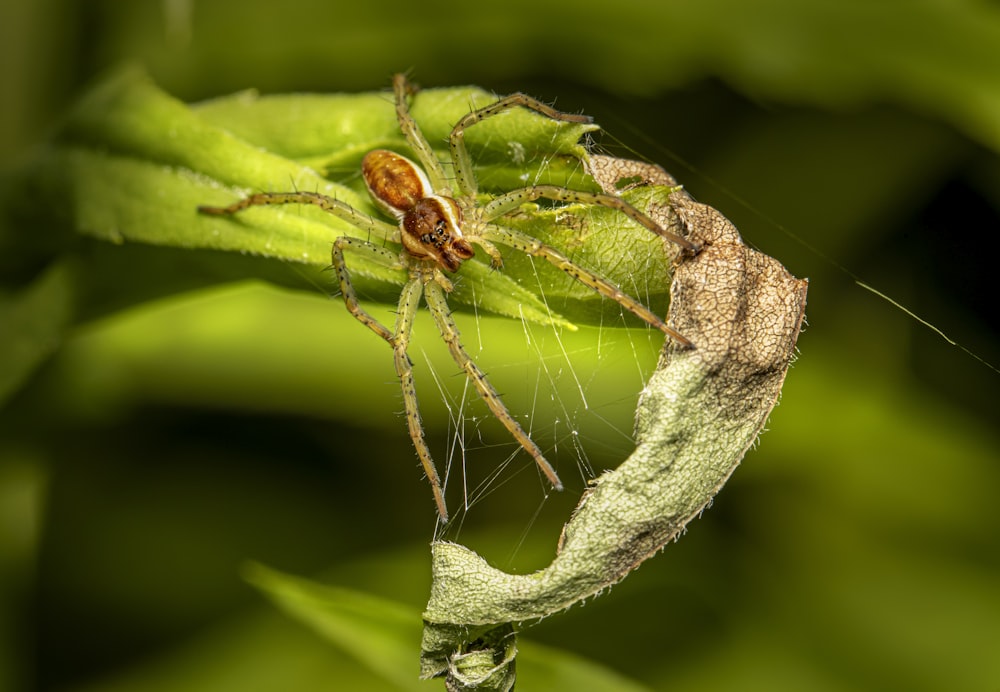 un primo piano di una foglia verde