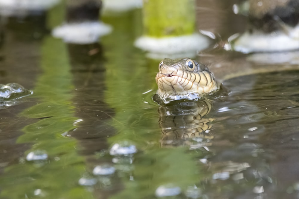 a frog in the water