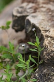 Delicate white flowers gently resting on natural earth beside a peaceful memorial stone.