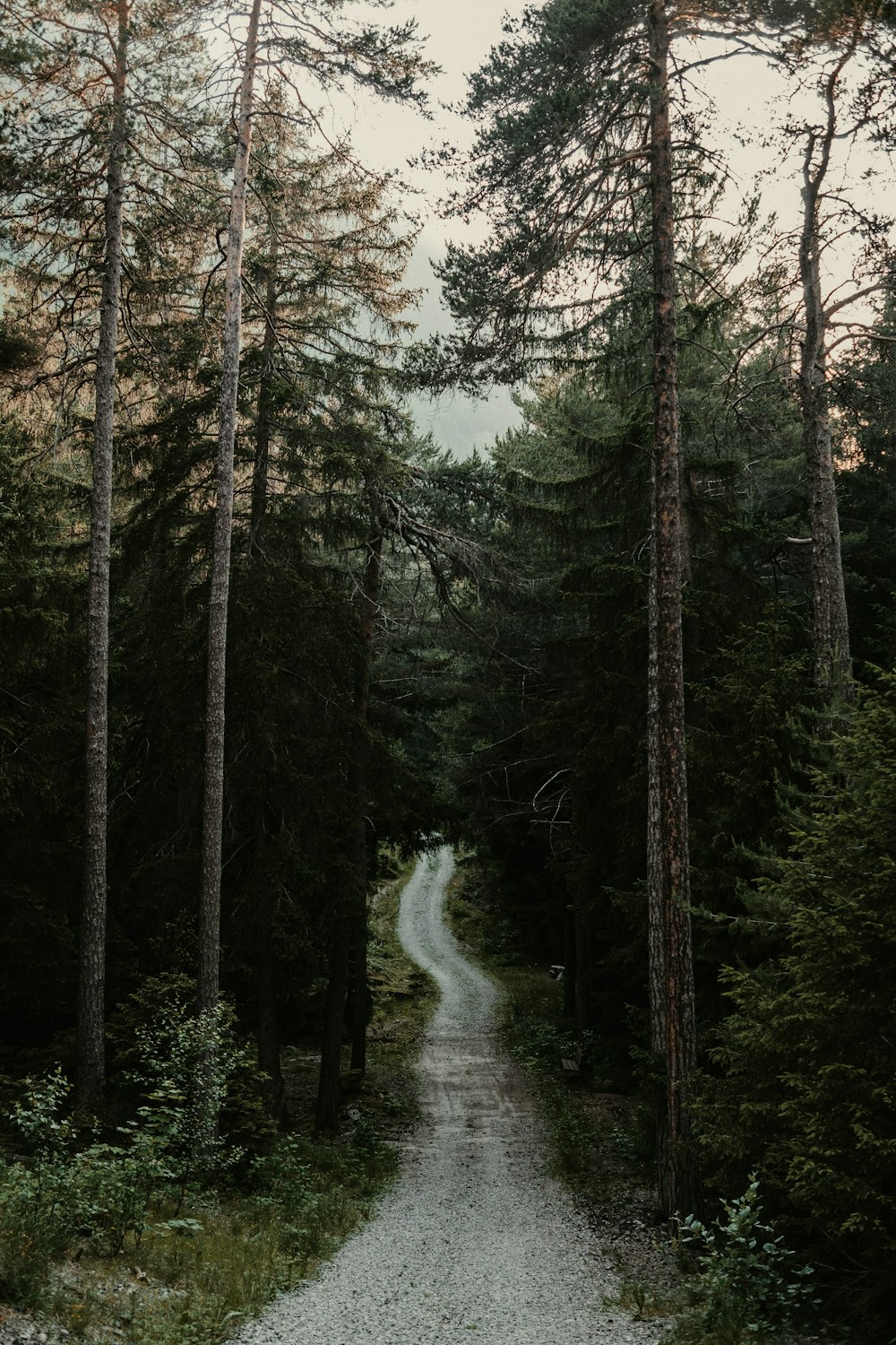 a dirt road through a forest