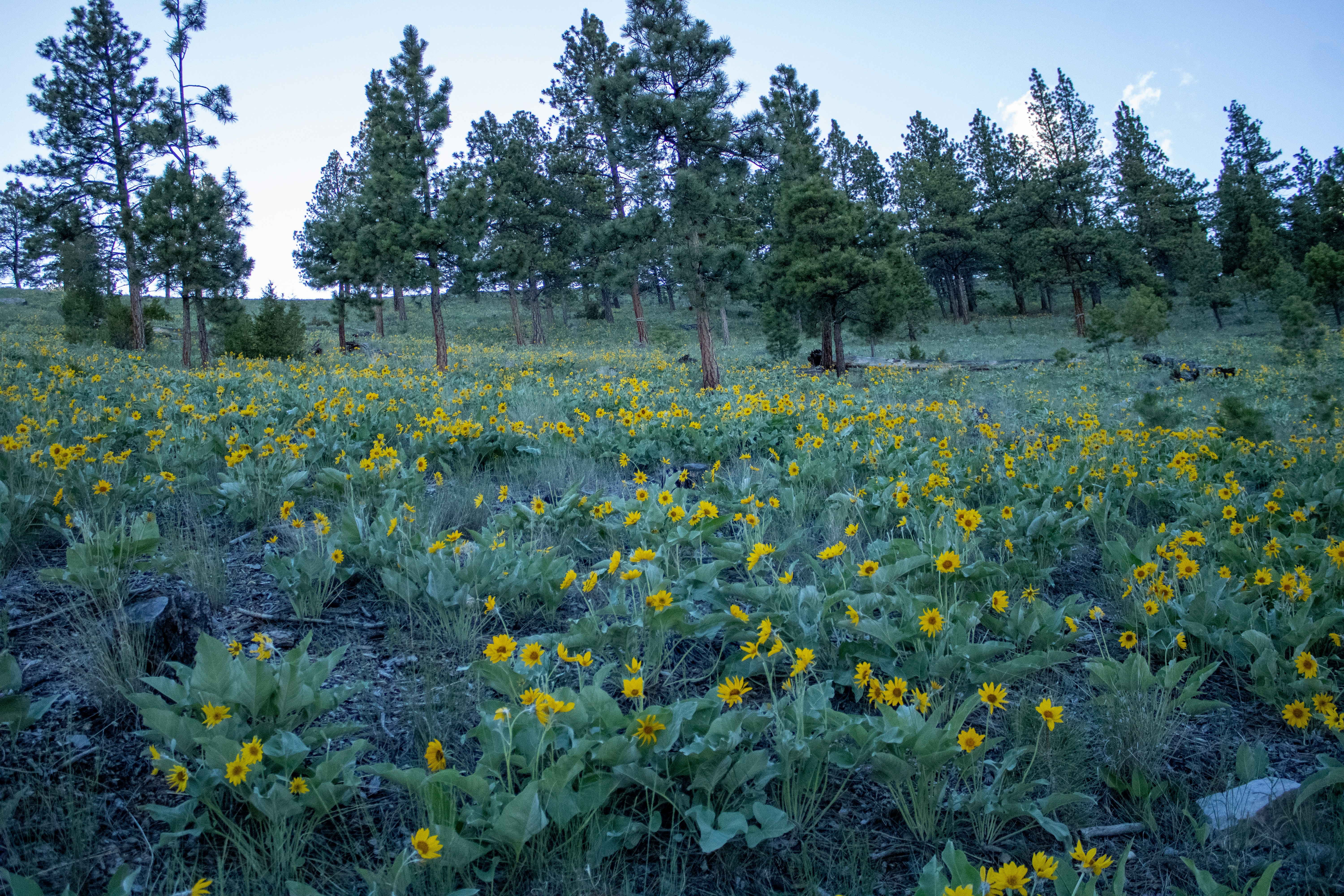 Wildflower Hikes & Camping: Best Trails & Spots